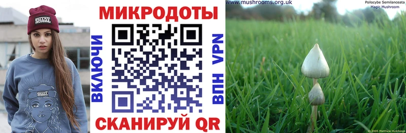 купить  цена  Оса  Псилоцибиновые грибы GOLDEN TEACHER 